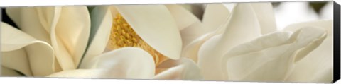 Framed Close up of Magnolia Fflowers Print
