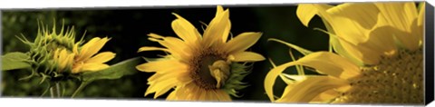 Framed Sunflowers Print