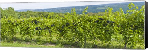 Framed Grapevines in a vineyard, Finger Lakes, New York State, USA Print