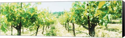 Framed Close up of Vines, Napa Valley, California Print