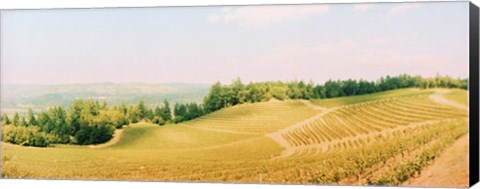 Framed Vineyards in spring, Napa Valley, California Print