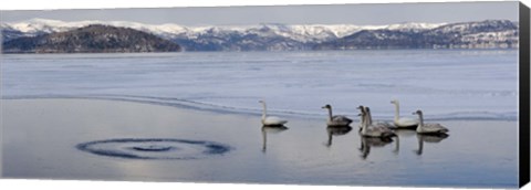 Framed Whooper swans (Cygnus cygnus) on frozen lake, Lake Kussharo, Akan National Park, Hokkaido, Japan Print