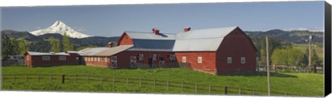 Framed Barns in field with mountains in the background, Mt Hood, The Dalles, Oregon, USA Print