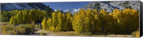 Framed Quaking aspens (Populus tremuloides) in autumn, Californian Sierra Nevada, Bishop, California, USA Print