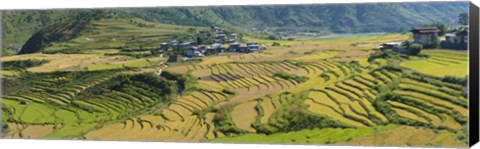 Framed Rice terraced fields and houses in the mountains, Punakha, Bhutan Print