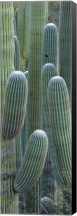 Framed Saguaro cacti, Oro Valley, Arizona, USA Print