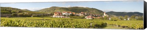 Framed Crop in a vineyard, Weissenkirchen, Wachau, Austria Print