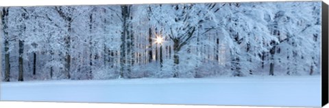 Framed Forest in winter at sunrise, Swabian Alb, Baden-Wurttemberg, Germany Print