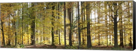 Framed Trees in autumn, Hohenlohe, Baden-Wurttemberg, Germany Print