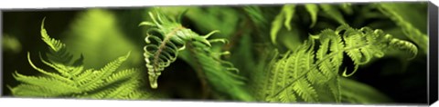 Framed Close-up of ferns Print