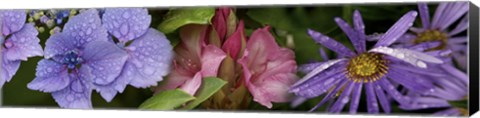 Framed Close-up of flowers Print
