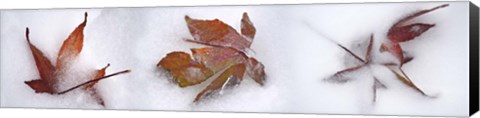 Framed Three fall leaves in snow Print