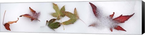 Framed Leaves in the snow Print