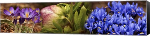 Framed Details of Crocus flowers Print