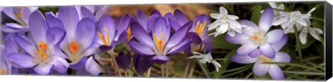 Framed Details of purple and white  flowers Print