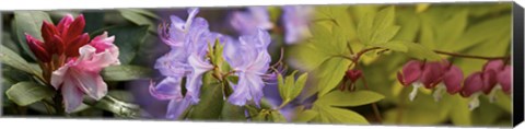 Framed Details of bright colors flowers Print
