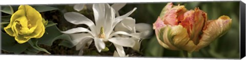 Framed Open blossom flowers Print