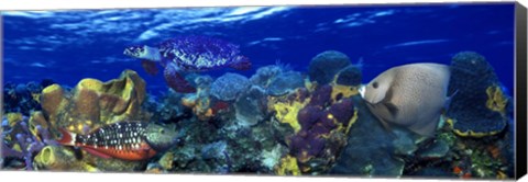 Framed Stoplight parrotfish (Sparisoma viride) with a Hawksbill Turtle (Eretmochelys Imbricata) underwater Print