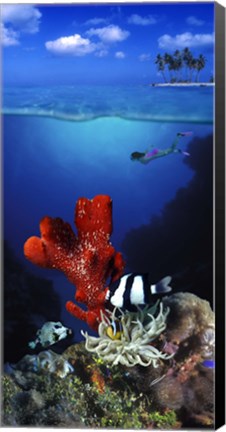 Framed Underwater view of sea anemone and Humbug fish and Pufferfish with a scuba diver Print