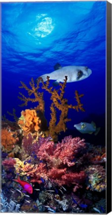 Framed Underwater view of Bristly puffer fish (Arothron hispidus) with triggerfish and Anthias Fishes Print