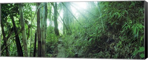 Framed Light through a Bamboo forest, Chiang Mai, Thailand Print