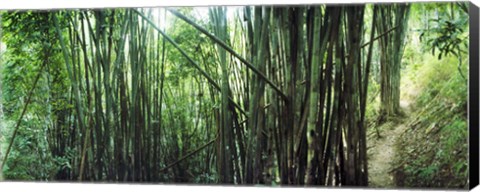 Framed Bamboo forest, Chiang Mai, Thailand Print