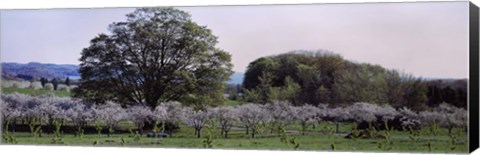 Framed Cherry trees in an Orchard, Michigan, USA Print