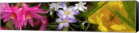 Framed Flowers in pastel colors Print