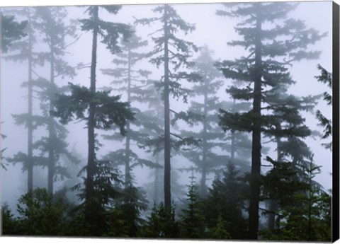 Framed Silhouette of trees with fog, Douglas Fir, Hemlock Tree, Olympic Mountains, Olympic National Park, Washington State, USA Print