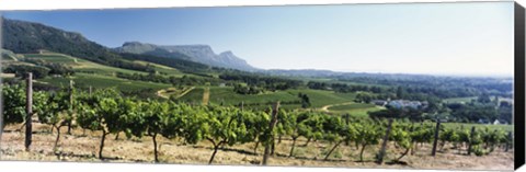 Framed Vineyard with Constantiaberg Range and Table Mountain, Constantia, Cape Town, Western Cape Province, South Africa Print