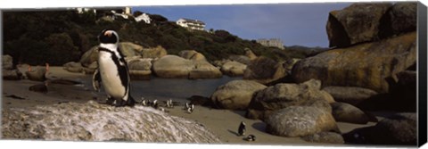 Framed Colony of Jackass penguins on the beach, Boulder Beach, Cape Town, Western Cape Province, Republic of South Africa Print