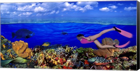 Framed Diver along reef with parrotfish, Green Moray Eel and White Spotted Filefish (Cantherhines macrocerus) underwater Print