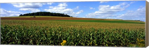 Framed Field Of Corn With Tractor In Distance, Carroll County, Maryland, USA Print