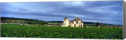 Framed Grand Cru Vineyard, Burgundy, France Print