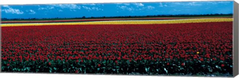 Framed Tulip field near Spalding Lincolnshire England Print