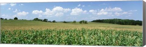 Framed Corn Crop In A Field, Wyoming County, New York State, USA Print