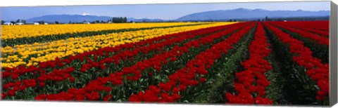 Framed Tulip Field, Mount Vernon, Washington State, USA Print