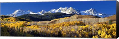 Framed USA, Colorado, Rocky Mountains, aspens, autumn Print