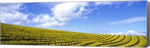 Framed Mustard Fields, Napa Valley, California, USA Print