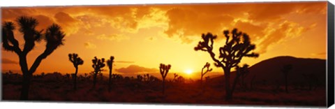 Framed Sunset, Joshua Tree Park, California Print