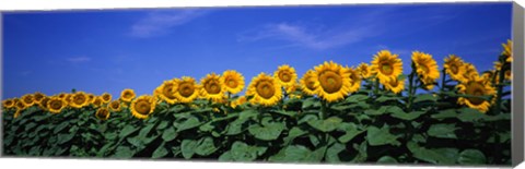 Framed Field Of Sunflowers, Bogue, Kansas, USA Print