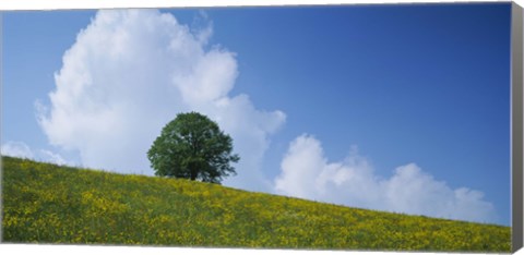 Framed Green Hill w/ flowers &amp; tree Canton Zug Switzerland Print