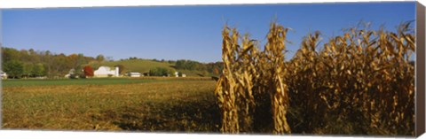 Framed Corn in a field after harvest, along SR19, Ohio, USA Print