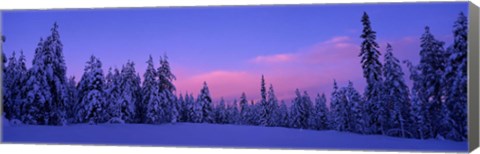 Framed Forest In Winter, Dalarna, Sweden Print