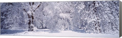 Framed Snow covered trees in a forest, Yosemite National Park, California, USA Print