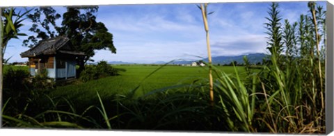 Framed Rice paddies in a field, Saga Prefecture, Kyushu, Japan Print