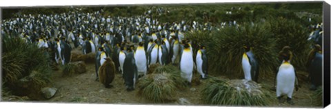 Framed High angle view of a colony of King penguins, Royal Bay, South Georgia Island, Antarctica Print