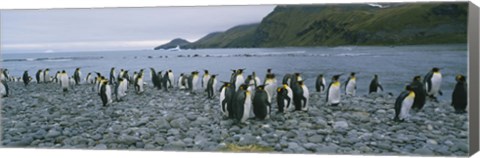 Framed Colony of King Penguins, South Georgia Island, Antarctica Print