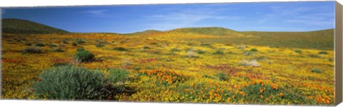 Framed View Of Blossoms In A Poppy Reserve, Antelope Valley, Mojave Desert, California, USA Print