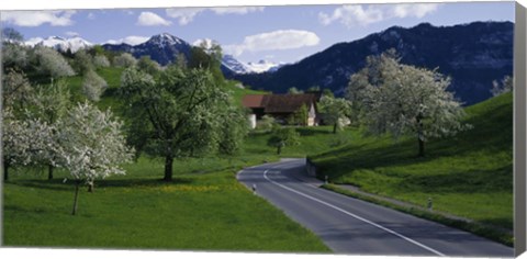 Framed Switzerland, Luzern, trees, road Print